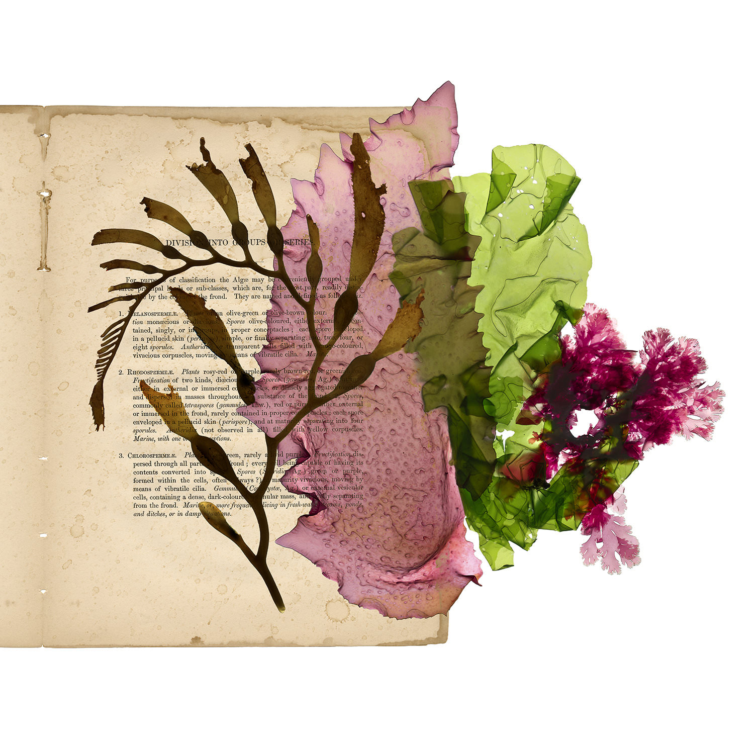 Josie Iselin, Three Color Group. Archival digital print. Three evolutionary lineages of seaweed: the greens, the reds, and the browns. William Henry Harvey established the basic taxonomic grouping of seaweeds by color in 1852.